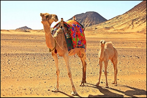 Camels on caravan in a desert setting
