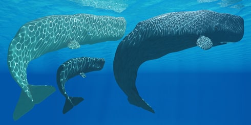 Sperm Whales