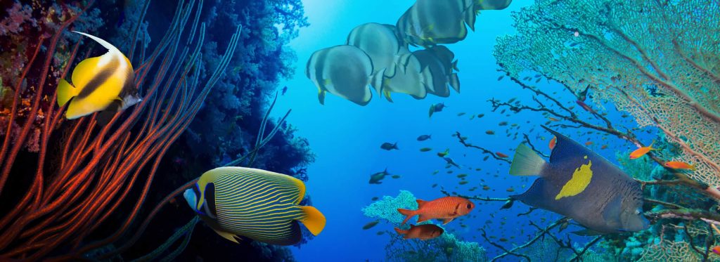 Coral and fish in the Red Sea of Egypt