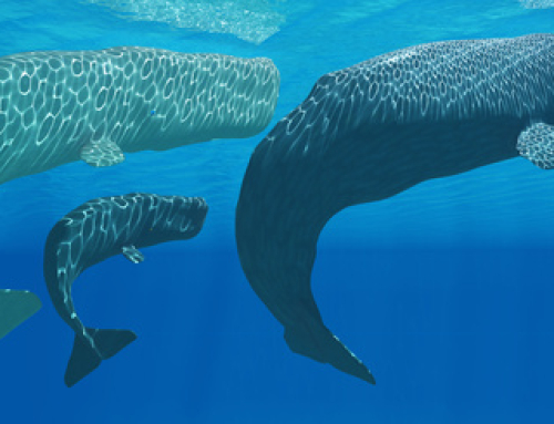 Spike Aerospace Researching Impact of Supersonic Flight on Marine Wildlife